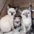 Siamese kittens 1 thumbnail