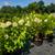 Crape Myrtle, Hydrangea, Barberries, Boxwoods, and more. $18.97 6 thumbnail
