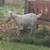 3/4 Savanna 1/4 Kiko cross Doeling Nanny’s Goats 3 thumbnail