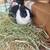Netherland dwarf 1 thumbnail