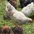 Free roosters 1 thumbnail