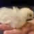 Chicks 1 thumbnail