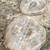 Cottonwood Round Slabs 10 thumbnail