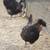 IMPORTED CHICKENS FRENCH BLACK CREVOCUER BREEDING PAIR ON ENDANGERED 5 thumbnail