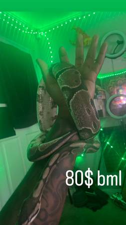 75$ BALL PYTHON (Jacksonville)63682121402497120