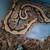 Ball python 2 thumbnail