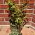 Various Drought Tolerant Plants/ Succulents 6 thumbnail