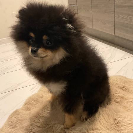 Tiny Black and Tan Pomeranian (Silver Spring)63795963016963120
