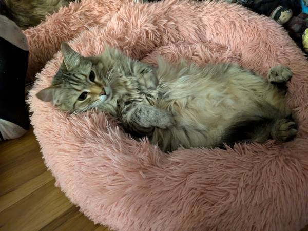 Re-home Cat (santa rosa)63696471290369121