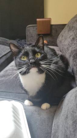 ¡Gato esmoquin perdido, ¡bigotes excepcionalmente largos! ¡Recompensa de $500! (Mayspond)63612263700483121