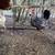 Laying hens 5 thumbnail