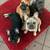 French bulldog puppies 3 thumbnail