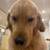 http://homedogsitters.com/sit/dariaa93740/c 2 thumbnail