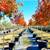Shumard Red Oaks - Fall Color Shade Trees 1 thumbnail