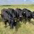 Bred Angus heifers 1 thumbnail