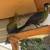 White cheek turaco male 5 thumbnail