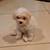 Shitzu mix puppies 6 thumbnail