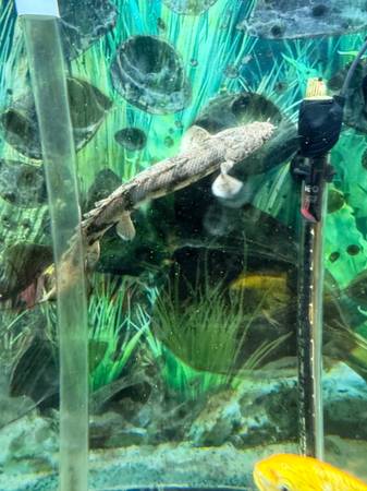 Endlicheri Bichir live fish (Elk Grove)63962707401731122