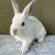 Baby bunnies available for rehoming 6 thumbnail