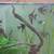 fresh water  fish   Angel fish & more 4 thumbnail