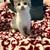 3 kitten looking for purever home 3 thumbnail