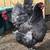 Healthy Laying Hens 5 thumbnail