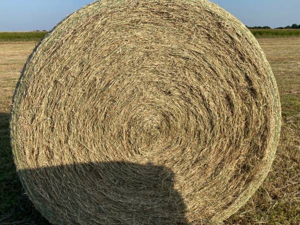 Coastal Hay  - XL Bale 1