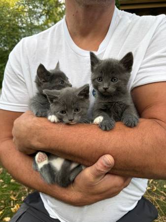 Kittens (Woodinville)63869711770243120