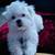 Maltese puppies for adoption 1 thumbnail