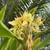 White, Yellow and Pink Hawaiian Ginger Plants 8 thumbnail