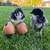 Olive egger chicks 1 thumbnail