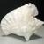Conch Sea Shell Lamp 3 thumbnail