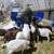 Sheep and goat tombstone hay feeder 7 thumbnail