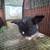 pedigree holland lop rabbits 6 thumbnail