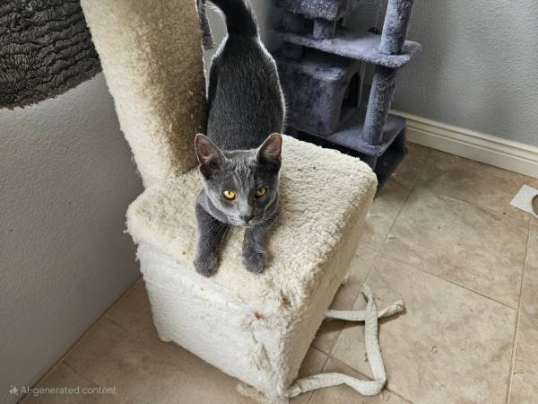 Russian blue male kitten rehoming 3 months (morgan hill)63874130240771120