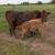 Cow Calf Pair 2 thumbnail