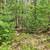 Sugar Camp Chain of Lakes Access. Wooded lot 10 thumbnail