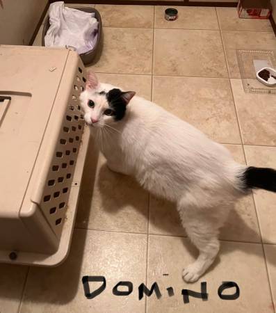 Cats for Rehoming Varied Ages. Small Adoption Fee.63873144626051124