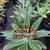 Bromeliads plants More than 50 different Varieties For Sale 13 thumbnail