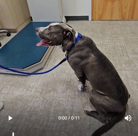 El cachorro necesita un nuevo hogar (Durham)64178875441666121