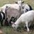 Nigerian dwarf bucklings 4 thumbnail