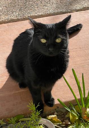 Missing black cat (Summerlin)63907184612355120