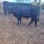 2 Angus Bulls 1 thumbnail