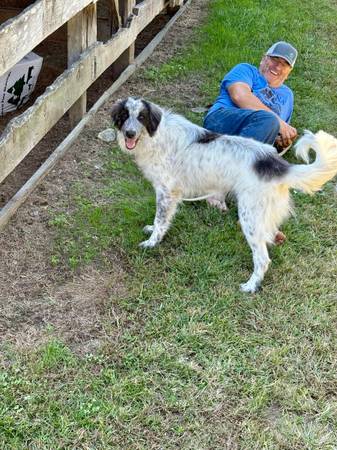 Great Pyrenees/Anatolian FREE (Milligan College)63907990210691120