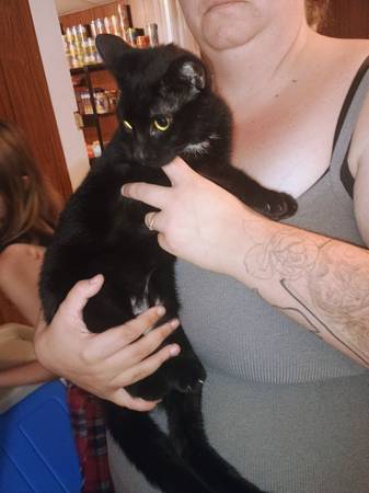 2 gatos de 1 y 1/2 años (Spartanburg)63661423932803123