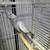 2 Breeding-Ready Cockatiels 2 Yrs & 1 Yr Old - Bring Your Cage 5 thumbnail