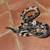 Sugar gliders , hedgehogs , snakes (boas / colubrids) 23 thumbnail