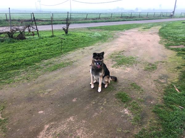 Found, German Shepherd dog 1