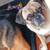Pug Missing 3 thumbnail