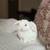 Holland Lop Baby Bunnies 4 thumbnail